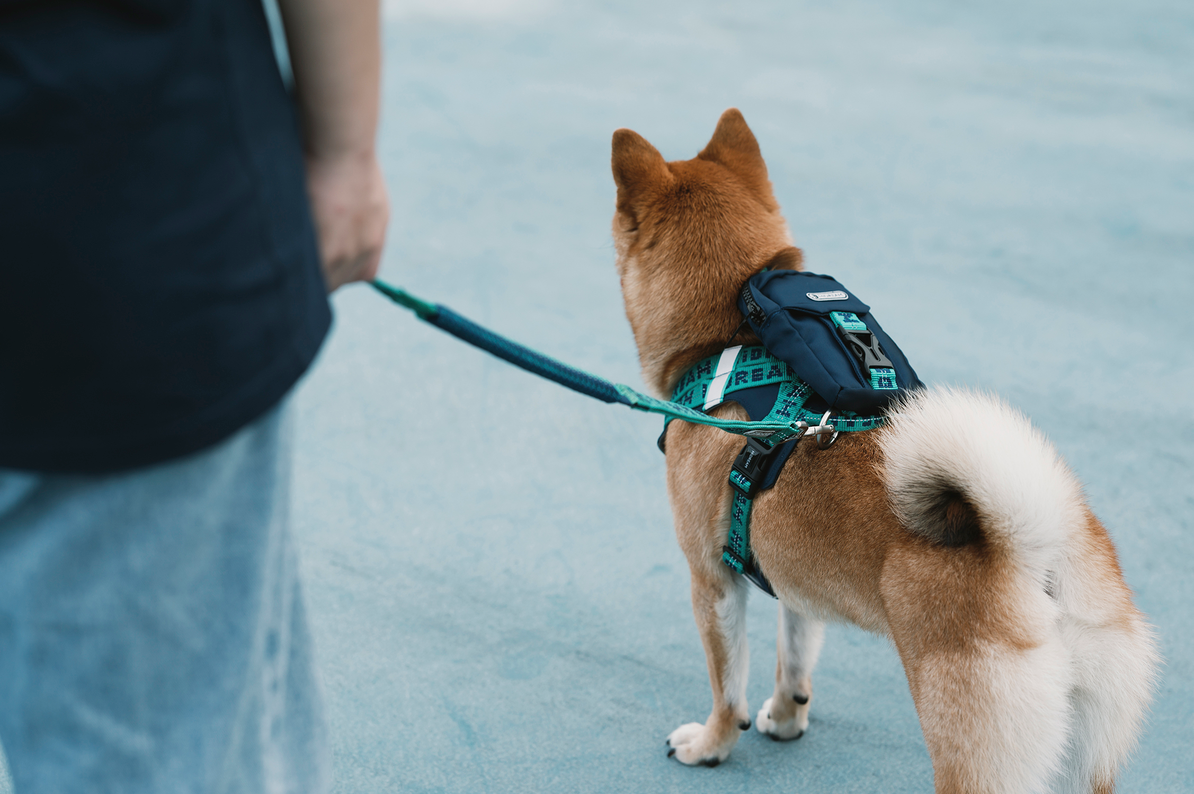 Lively colors back chest back plus dog accompanying bag