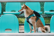 Lively colors back chest back plus dog accompanying bag