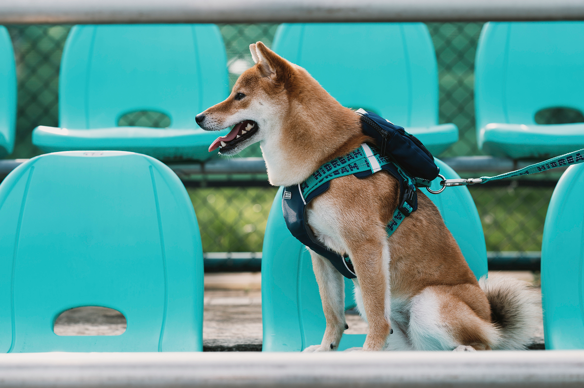 Lively colors back chest back plus dog accompanying bag